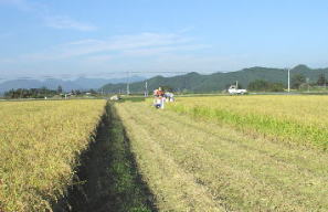 コシヒカリ収穫（２００１年１０月４日）